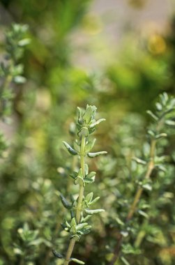 İtalya, Sicilya, bahçedeki kekik bitkisi