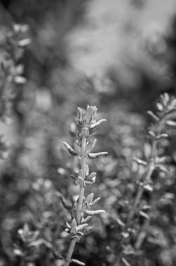 İtalya, Sicilya, bahçedeki kekik bitkisi