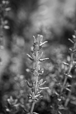 İtalya, Sicilya, bahçedeki kekik bitkisi