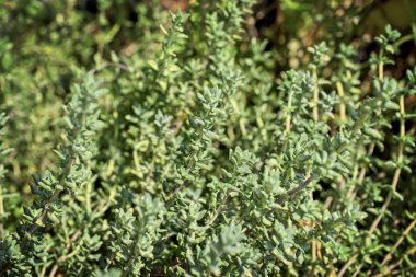 İtalya, Sicilya, bahçedeki kekik bitkisi