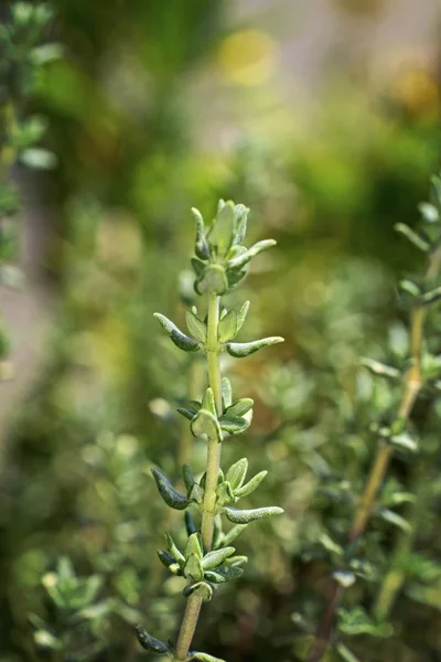 Italien Sizilien Thymianpflanze Garten — Stockfoto