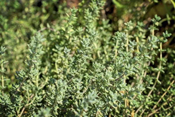 İtalya, Sicilya, bahçedeki kekik bitkisi