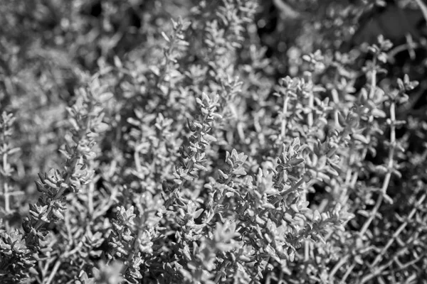 İtalya, Sicilya, bahçedeki kekik bitkisi