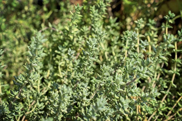 İtalya, Sicilya, bahçedeki kekik bitkisi