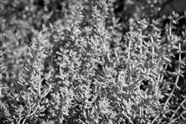 İtalya, Sicilya, bahçedeki kekik bitkisi