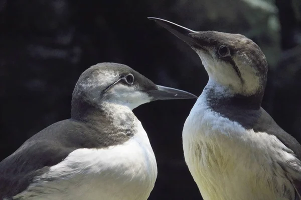 Portugal Lisboa Common Murre Aves Jardim Zoológico — Fotografia de Stock