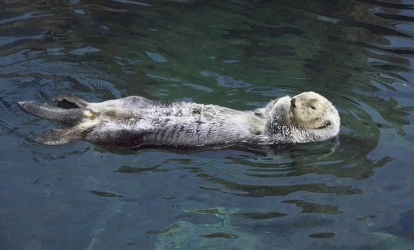 Portugal Lissabon Lissabon Oceanarium Sea Otter — Stockfoto