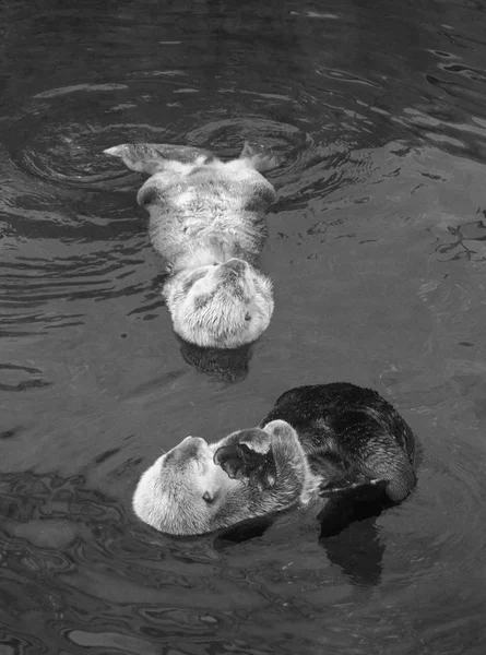 Portugal Lisbonne Océanarium Lisbonne Loutre Mer — Photo