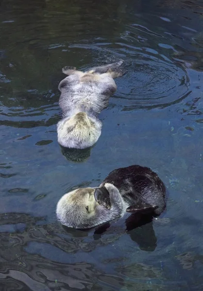 Portugal Lissabon Lissabon Oceanarium Sea Otter — Stockfoto