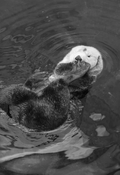 Portugal Lissabon Lissabon Oceanarium Sea Otter — Stockfoto