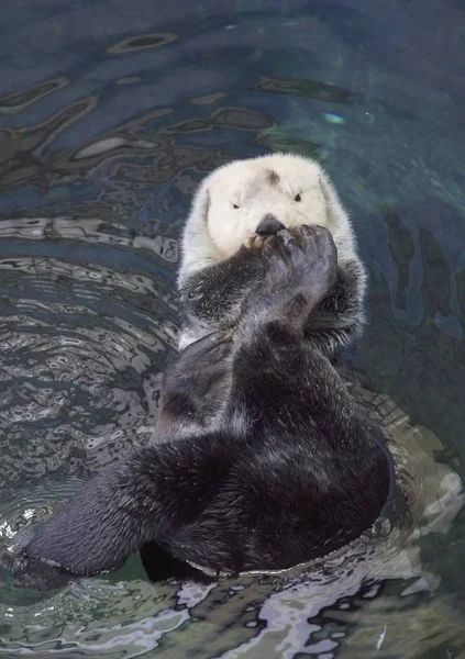 Portugal Lissabon Oceanarium Van Lissabon Sea Otter — Stockfoto