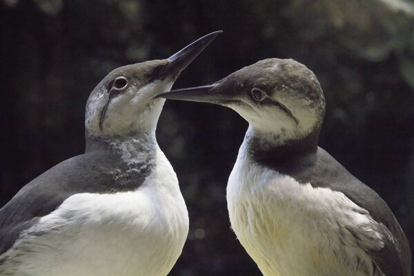 Португалия Лисбон Comon Murre Птиц Зоопарке Стоковое Фото