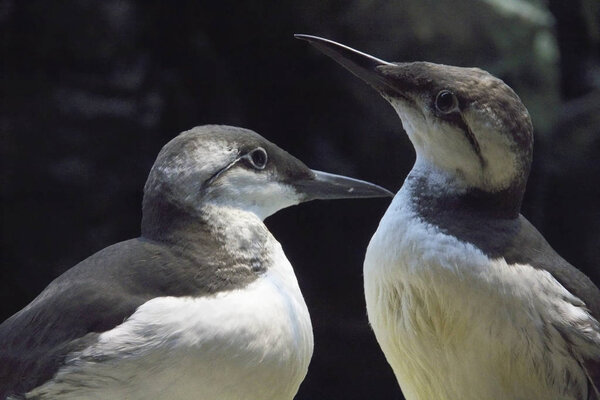 Португалия Лисбон Comon Murre Птиц Зоопарке Стоковое Изображение