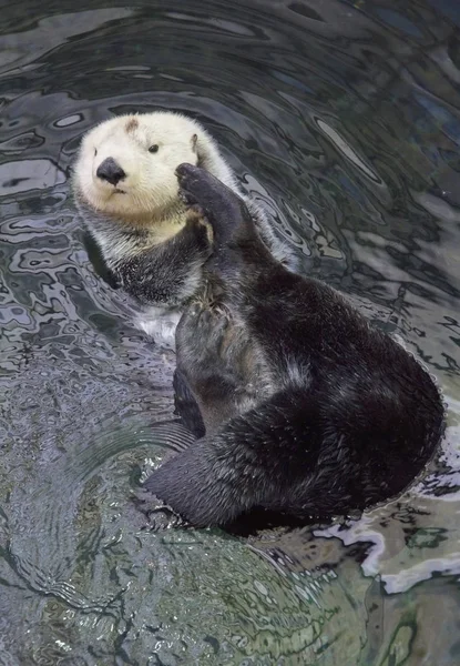 Portugal Lisbon Lisbon Oceanarium Meerotter — Stockfoto