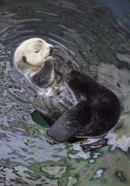 Portugal Lissabon Lissabon Oceanarium Sea Otter — Stockfoto