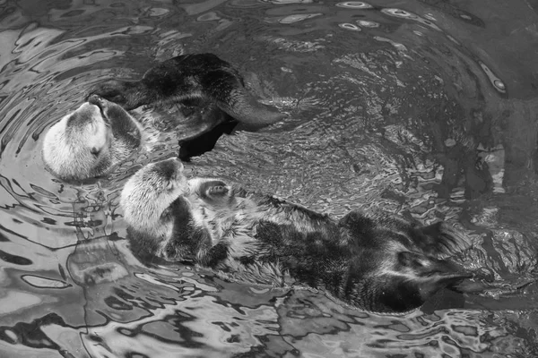 Portugal Lissabon Oceanarium Van Lissabon Sea Otter — Stockfoto