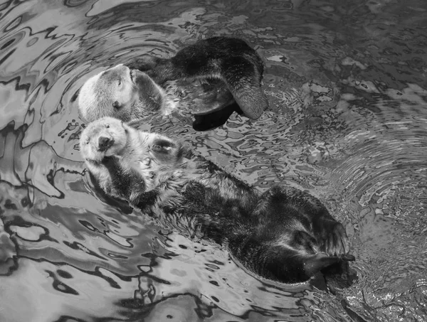 Portugal Lissabon Lissabon Oceanarium Sea Otter — Stockfoto