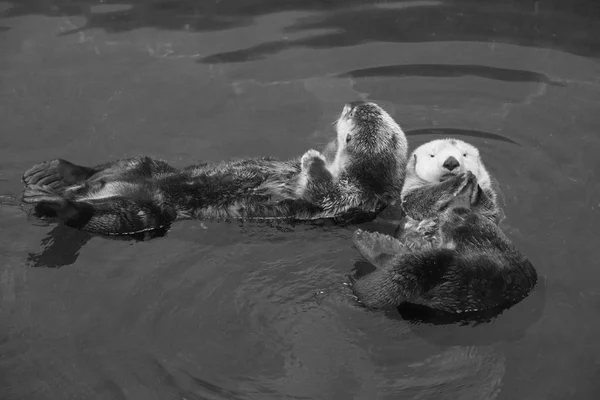 Portugal Lisbon Lisbon Oceanarium Sea Otter — Stock Photo, Image