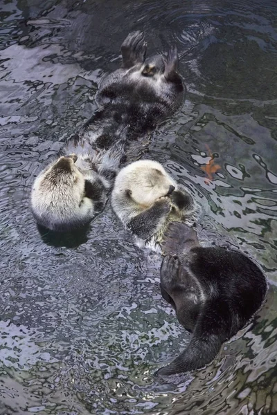 Portugalsko Lisabon Lisabon Oceanárium Mořský Vydra — Stock fotografie