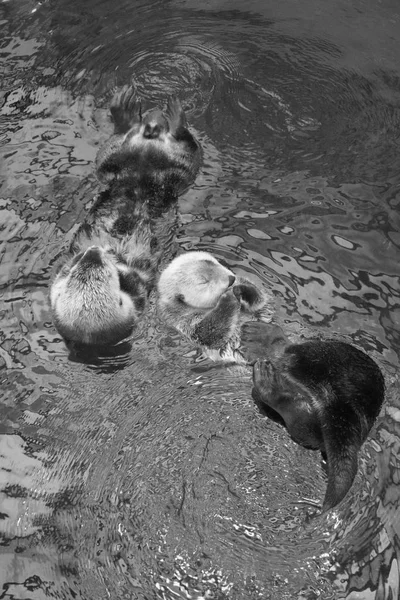 Portugal Lisbonne Océanarium Lisbonne Loutre Mer — Photo