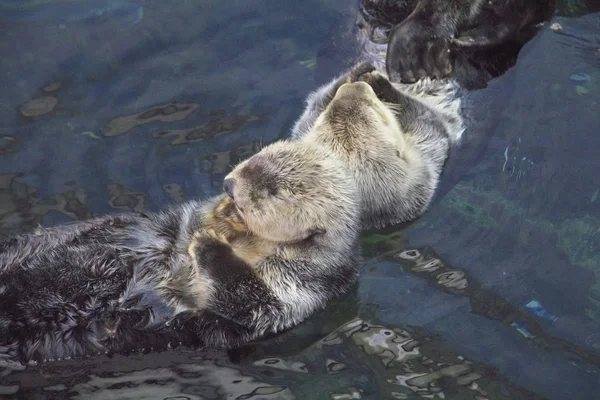 Portugal Lisboa Oceanario Lisboa Nutria Marina — Foto de Stock