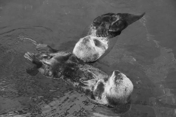 Portugal Lissabon Lissabon Oceanarium Sea Otter — Stockfoto