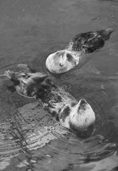 Portugal Lisbonne Océanarium Lisbonne Loutre Mer — Photo