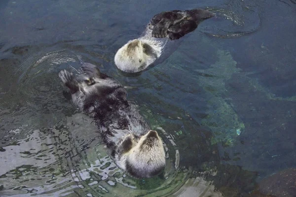 Portugalsko Lisabon Lisabon Oceanárium Mořský Vydra — Stock fotografie