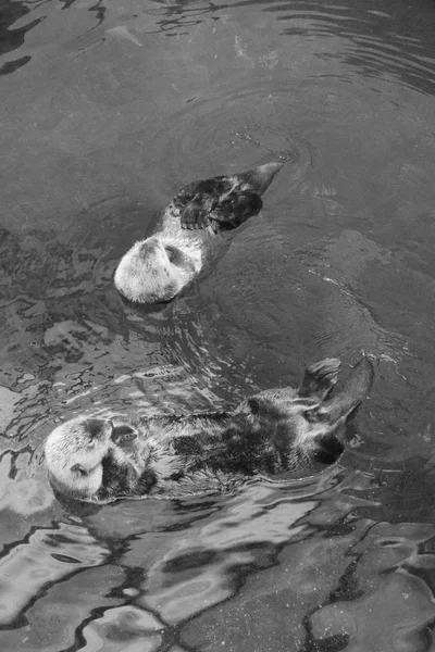 Portugal Lissabon Lissabon Oceanarium Sea Otter — Stockfoto