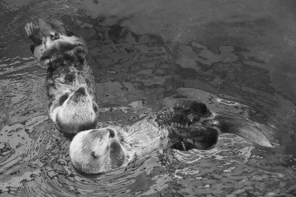 Portugal Lisboa Oceanario Lisboa Nutria Marina —  Fotos de Stock