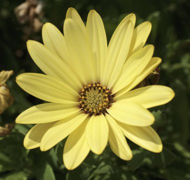 İtalya, Sicilya, bir bahçede sarı papatya