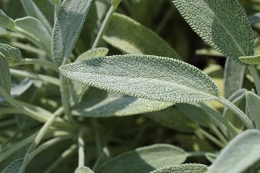 İtalya, Sicilya, adaçayı yaprakları bahçede.