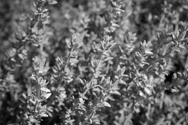 İtalya, Sicilya, bahçedeki kekik bitkisi