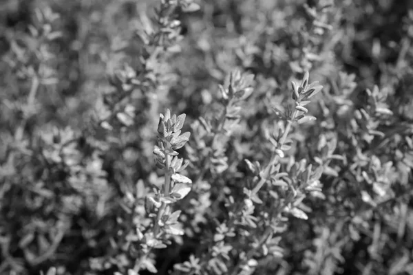 İtalya, Sicilya, bahçedeki kekik bitkisi