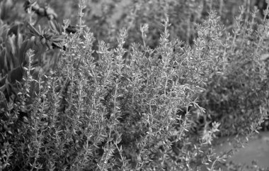 İtalya, Sicilya, bahçedeki kekik bitkisi
