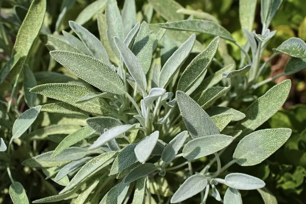 Italien Sicilien Salvia Växtblad Trädgård — Stockfoto