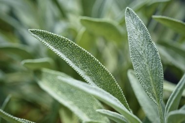 İtalya, Sicilya, adaçayı yaprakları bahçede.