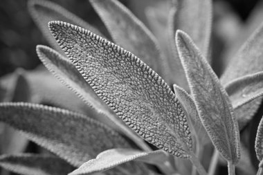 İtalya, Sicilya, adaçayı yaprakları bahçede.