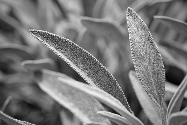 Italia Sicilia Hojas Plantas Salvia Jardín —  Fotos de Stock