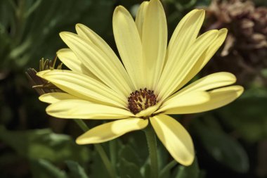 İtalya, Sicilya, sarı daisys bir Bahçe