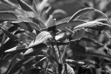 İtalya, Sicilya, adaçayı yaprakları bahçede.