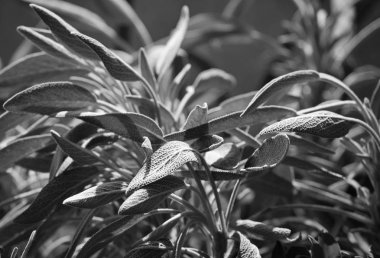 İtalya, Sicilya, adaçayı yaprakları bahçede.