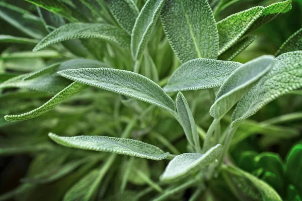 Italia Sicilia Foglie Salvia Giardino — Foto Stock