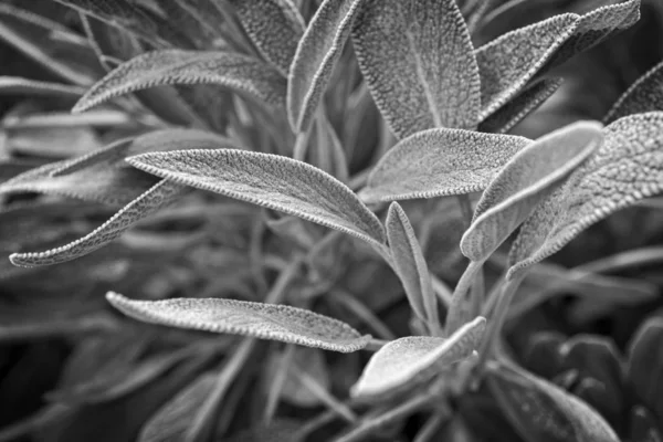 Italie Sicile Feuilles Sauge Dans Jardin — Photo