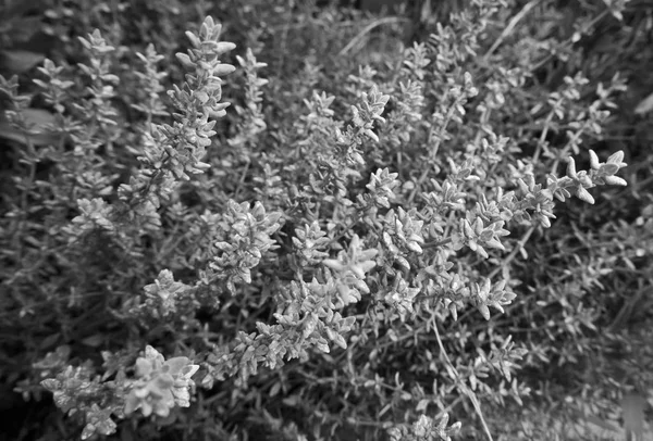 意大利西西里一个花园里的百里香 — 图库照片