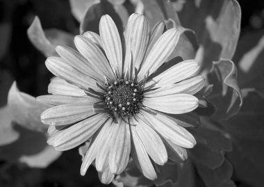 İtalya, Sicilya, bir bahçede mor Afrika papatya