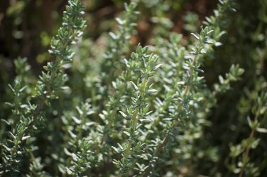 İtalya, Sicilya, bahçedeki kekik bitkisi