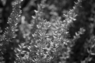 İtalya, Sicilya, bahçedeki kekik bitkisi