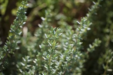 İtalya, Sicilya, bahçedeki kekik bitkisi