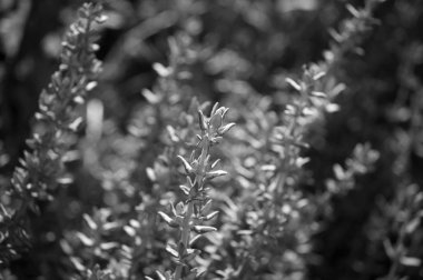 İtalya, Sicilya, bahçedeki kekik bitkisi